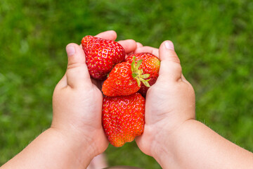 Strawberries in the hands of a child