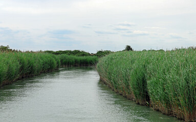 vegetation of the river bank near the delta mouth