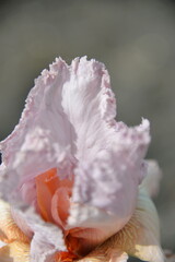 meadow iris flower, different colors bloomed in the spring, it is tender and beautiful