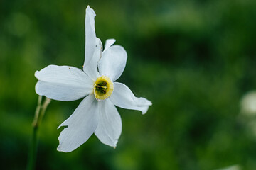 Jolie fleur de montagne blanche et jaune - Narcisse