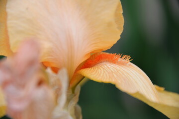 meadow iris flower, different colors bloomed in the spring, it is tender and beautiful