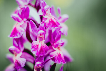 Fototapeta na wymiar Orchis à larges feuilles - Orchidée sauvage des montagnes