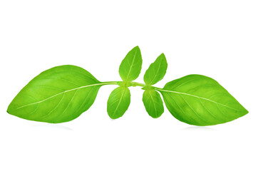 Fototapeta na wymiar Fresh basil leaf isolated on white background.