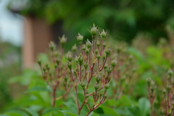 garden flower flying rose released buds in spring, it is tender and beautiful