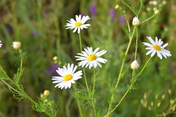 garden and field flower white camomile bloomed in the summer in the field