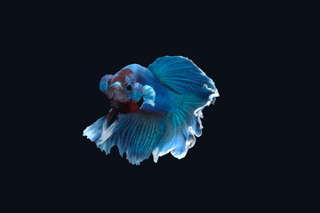 Side view of betta siamese fighting fish (Halfmoon Rosetail in white blue color) isolated on black background