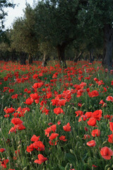 Uliveto e papaveri