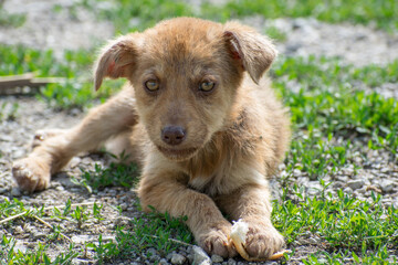 abandoned puppy. The puppy is very weak and hungry. Eat a piece of bread