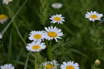 Fototapeta na wymiar garden and field flower white camomile bloomed in the summer in the field