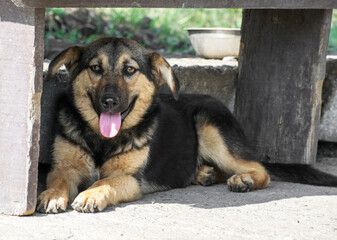 Fototapete bei efototapeten.de bestellen   