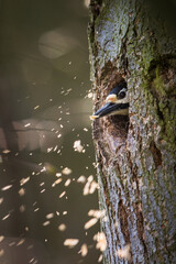 Great spotted woodpecker (Dendrocopos major) making rrom for the family in his new cavity