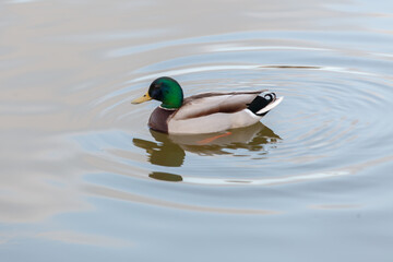 Duck swims on water, evening shooting