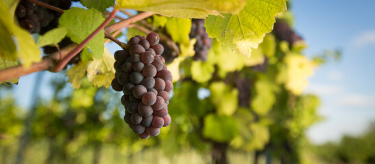 Fototapeta premium Large bunches of red wine grapes hang from an old vine in warm afternoon light