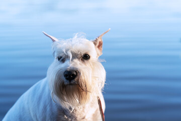 white schnauzer on the pier against the background of blue water