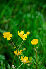 yellow flowers on green background