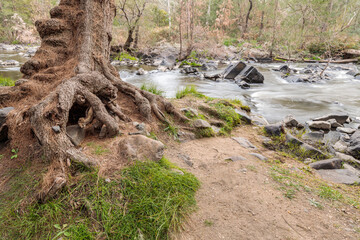 Fototapeta premium Gnarled, twisted conifer beside the Murrumbidgee River