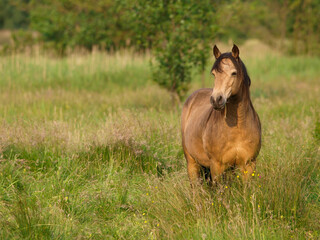 Pretty Pony In Paddock