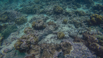 Panoramic scene under water, coral and blue background