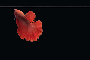 Side view of betta siamese fighting fish (Halfmoon Rosetail in red color) isolated on black background