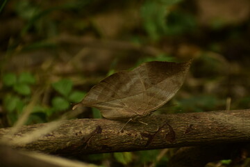 Camouflage of a  deadleaf butterfly (kallima inchus)