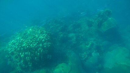 Fototapeta premium Panoramic scene under water and blue background