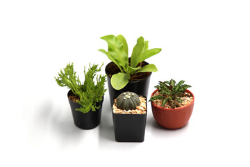 Collection Cactus Isolated in Pot on White Background.