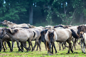 Fototapeta premium Wildpferde in Dülmen