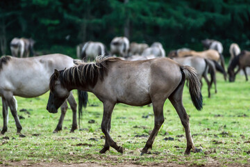 Wildpferde in Dülmen