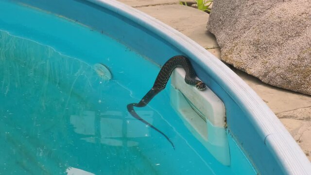 Hissing snake in a swimming pool lying on a skimmer.