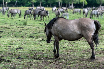 Fototapeta na wymiar Wildpferde in Dülmen