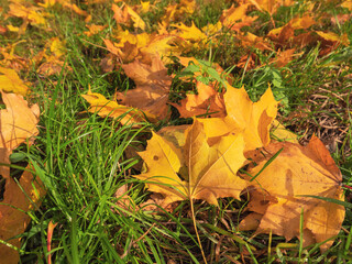Maple yellow fallen leafs on a green grass, Abstract fall background.