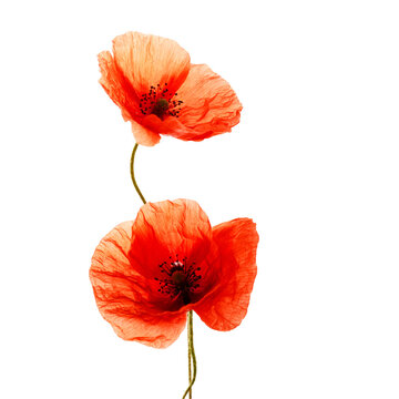 Red poppies isolated on white background. Wild spring wildflower. Remembrance day background