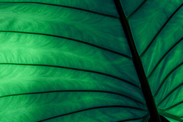 Green Leaf of Elephant Ear Plant in nature background.