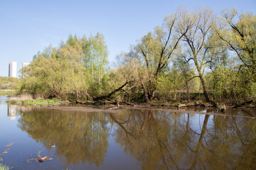 Fototapeta na wymiar Broken trees at the river bed