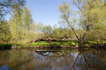Obraz premium River in the shade of trees, a broken tree on the shore