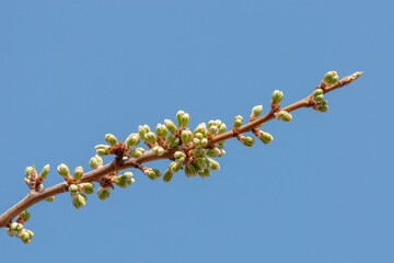 A branch of a Siberian Apple tree with growing buds on a blurred background
