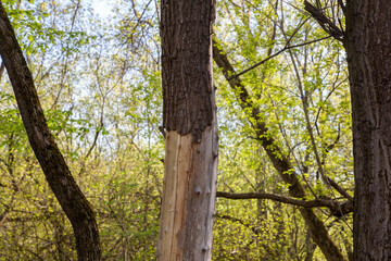 Tree trunk without bark, forest