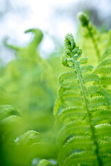 bright green young shoots of ferns in shallow DOF