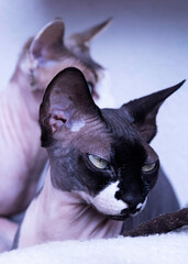 
Portrait of a cat of the Canadian Sphinx breed.