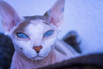 
Portrait of a cat of the Canadian Sphinx breed.