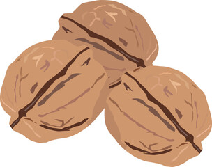walnuts three pieces isolate on white vector drawing