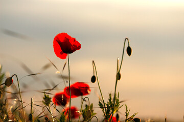 poppies and meadow plants, sunrise