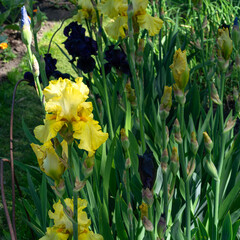 an image of yellow flowers, iris, landscape design, growth concept