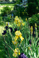 an image of yellow flowers, iris, landscape design, growth concept