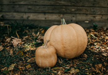 Halloween holidays concept. Pumpkins. Halloween background. Autumn mood. Halloween mood.