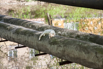 Cats bask on a process pipe across the river