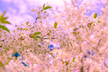 cerry blossom. pink flowers background.