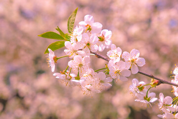 cerry blossom. pink flowers background.