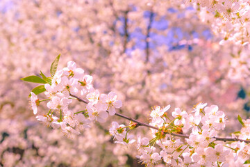 cerry blossom. pink flowers background.