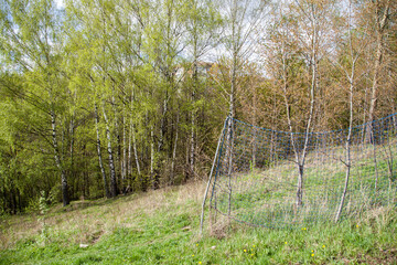 Slope in a small forest with birches